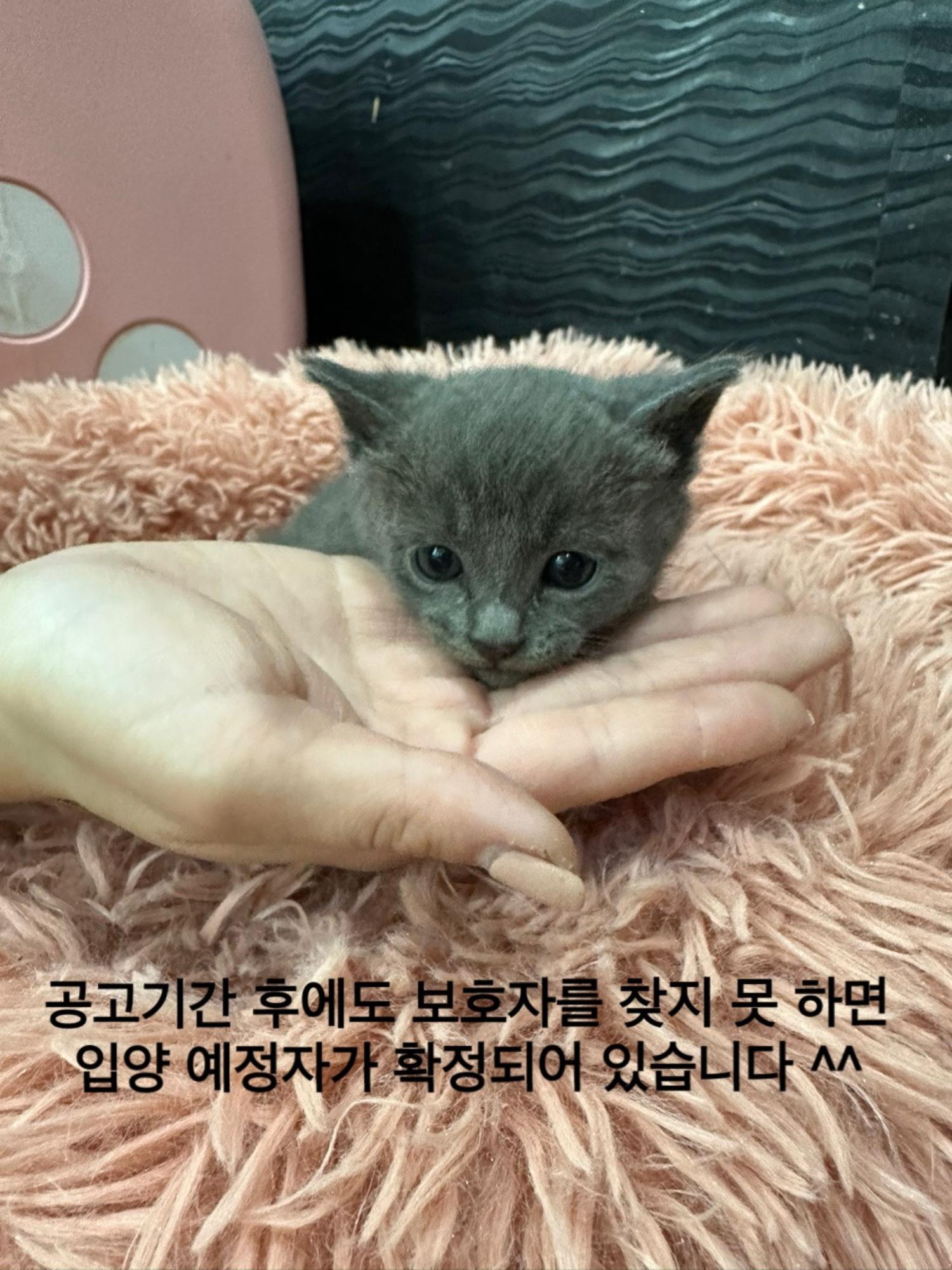 러시안 블루 이미지 파일 입니다.