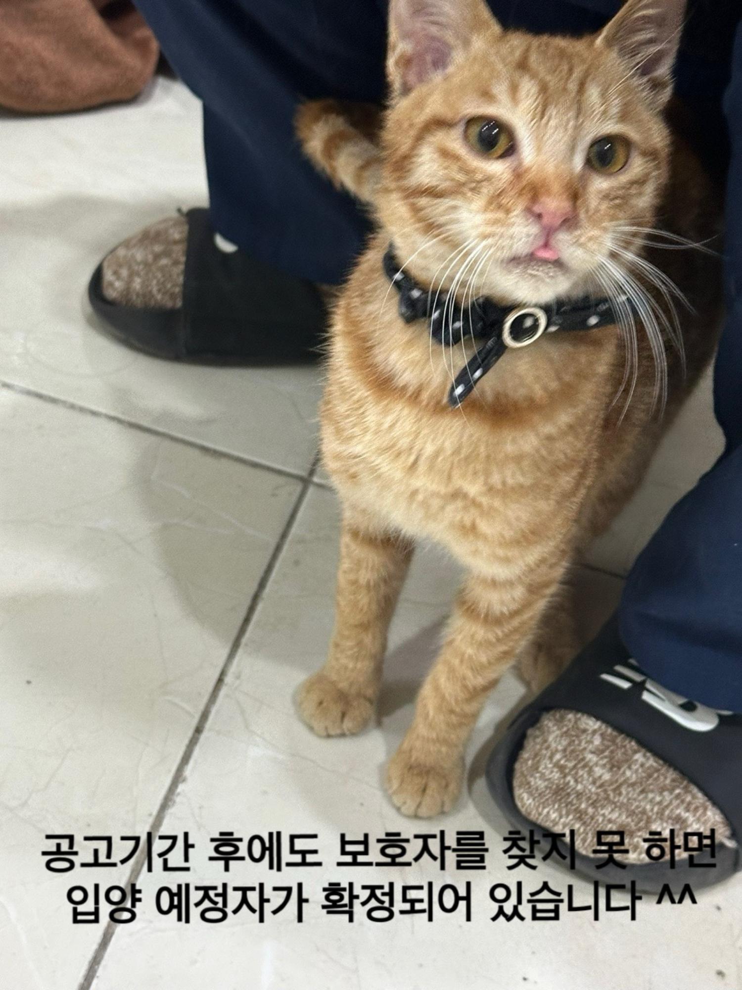 한국 고양이 이미지 파일 입니다.