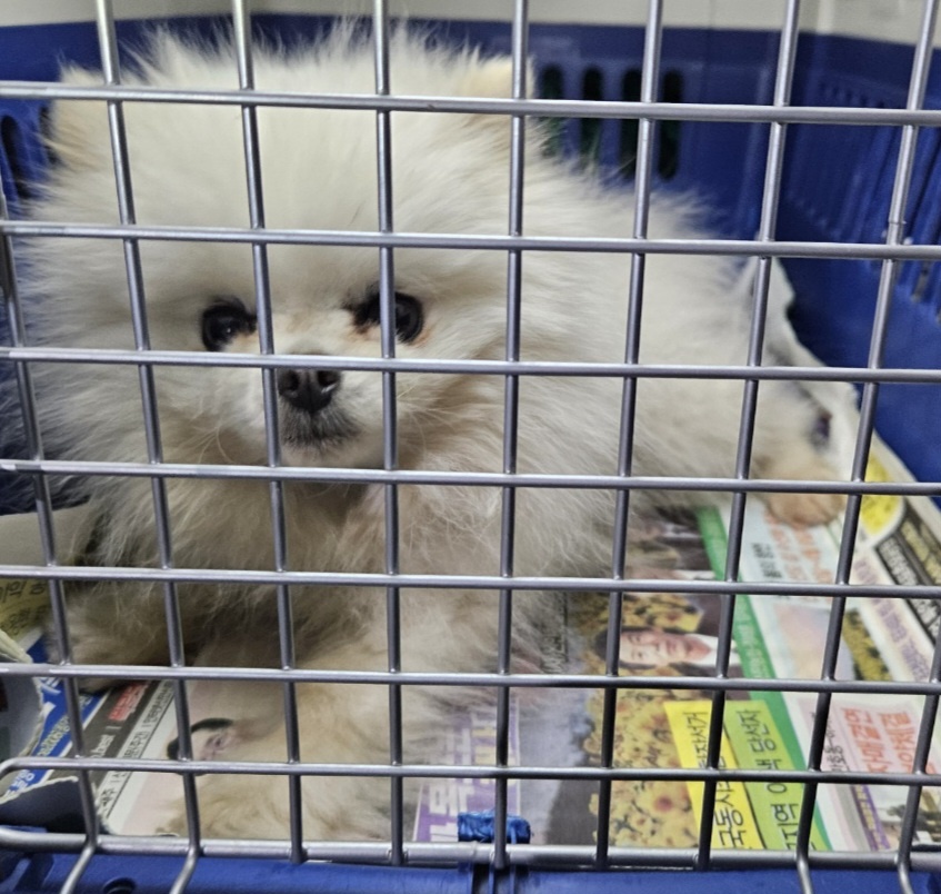 포메라니안 이미지 파일 입니다.