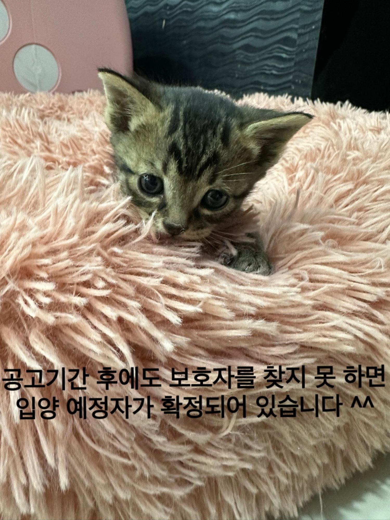한국 고양이 이미지 파일 입니다.