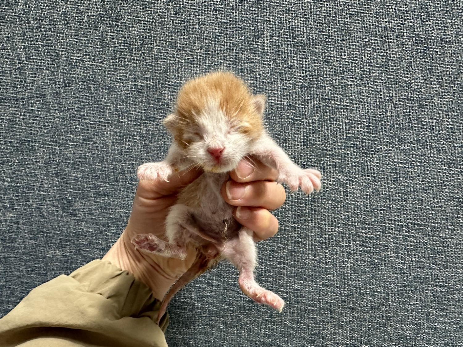 유기동물 - 한국 고양이