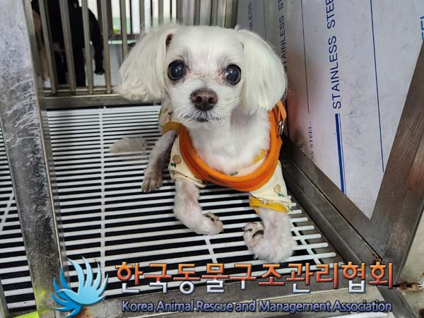 유기동물 - 말티즈