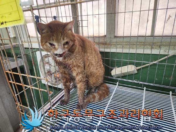 유기동물 - 한국 고양이