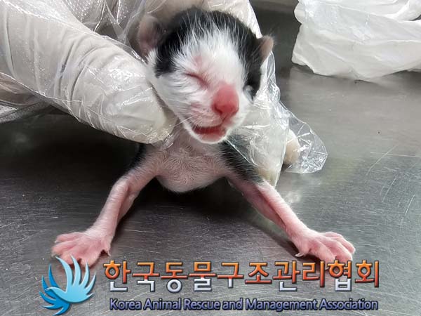 유기동물 - 한국 고양이