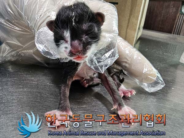 한국 고양이, 믹스견 등 유기동물 2건 공고