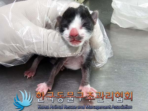 유기동물 - 한국 고양이