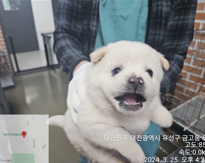 믹스견 이미지 파일 입니다.