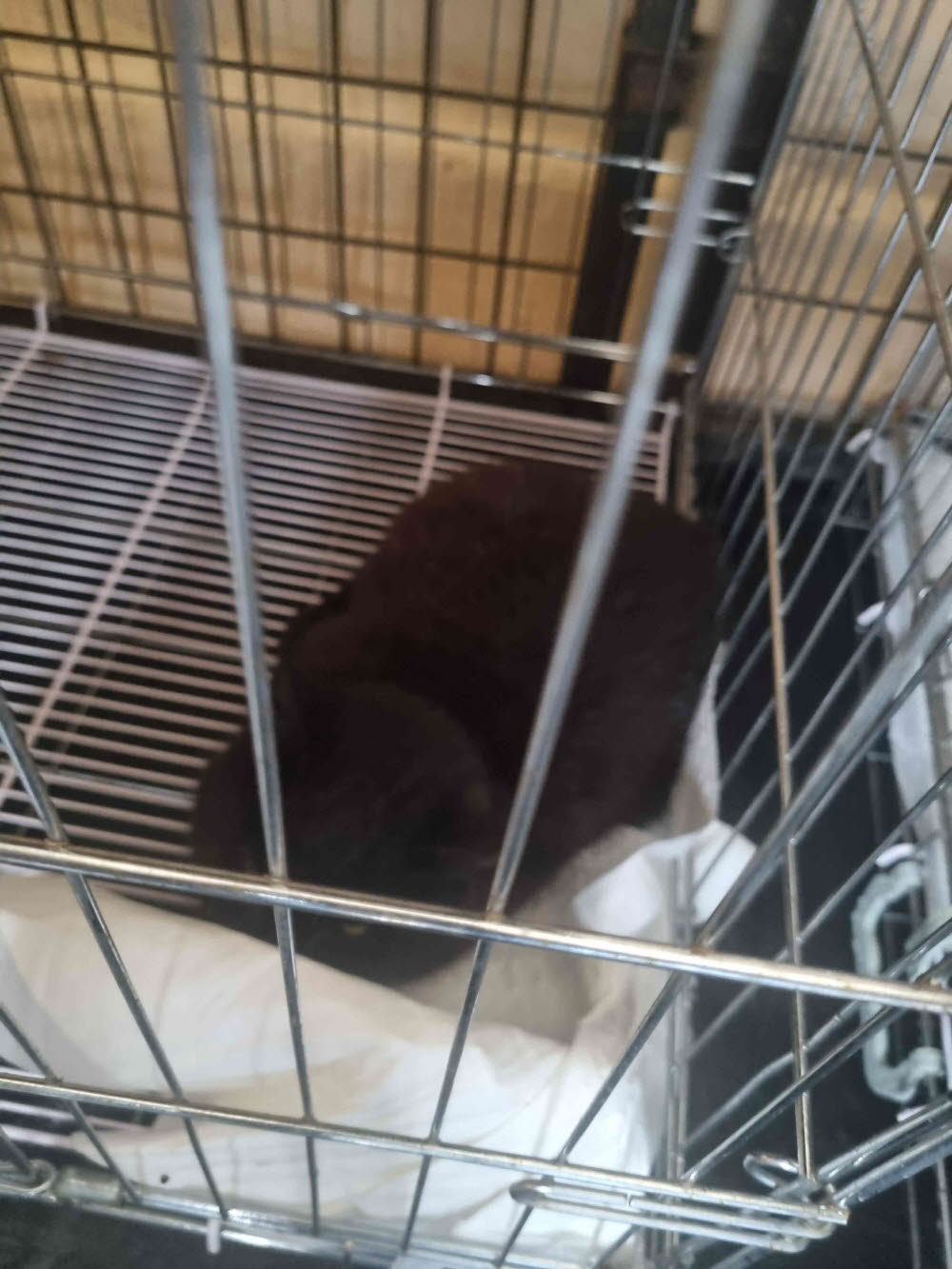 한국 고양이 이미지 파일 입니다.