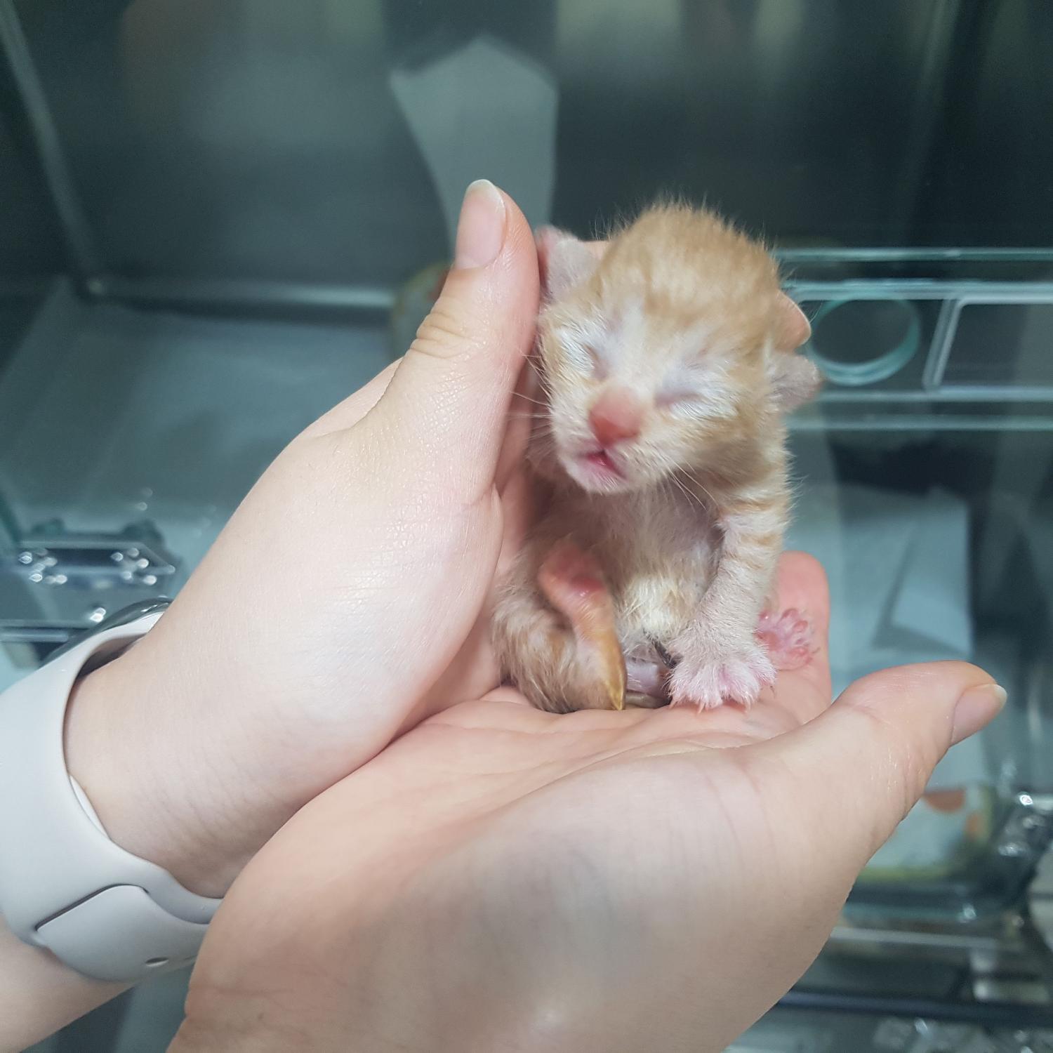 한국 고양이 이미지 파일 입니다.