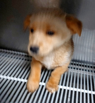 믹스견 이미지 파일 입니다.