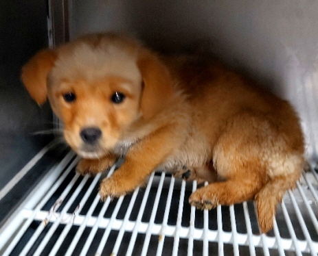 믹스견 이미지 파일 입니다.