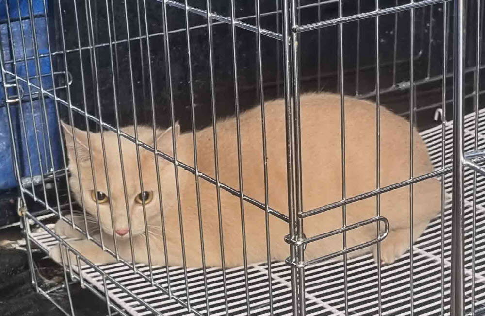 한국 고양이 이미지 파일 입니다.