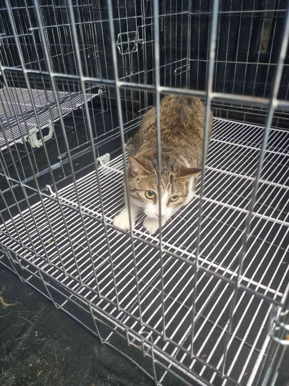 한국 고양이 이미지 파일 입니다.
