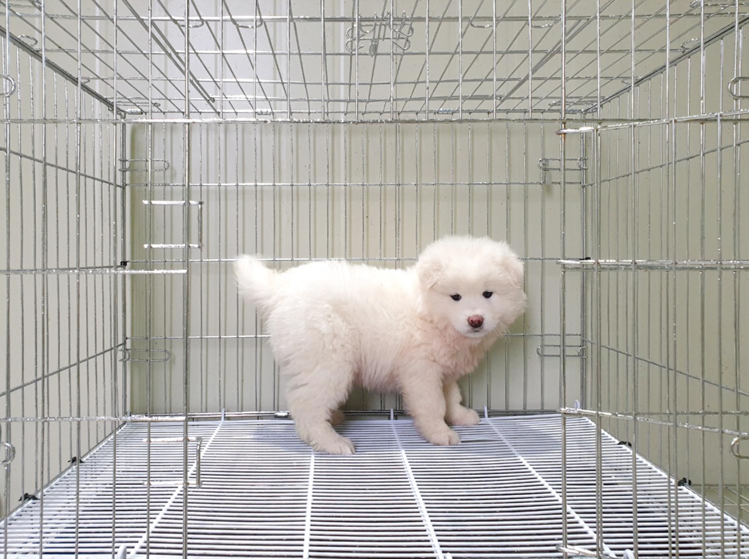 풍산견 이미지 파일 입니다.