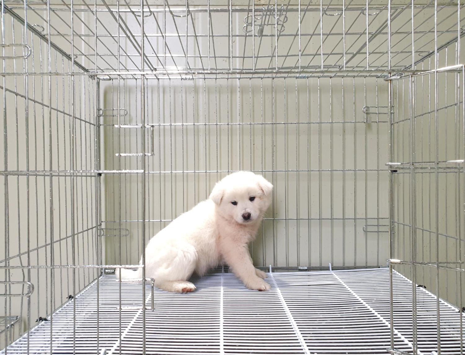 믹스견 이미지 파일 입니다.