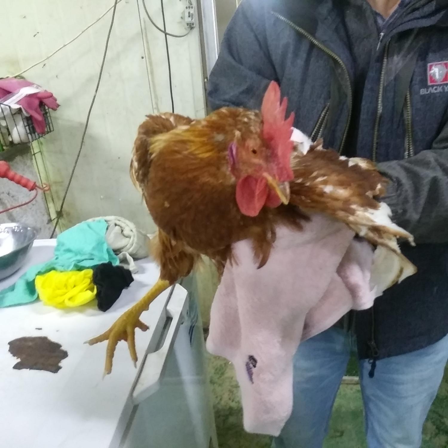 인천 미추홀구에서 발견된 유기동물 3마리