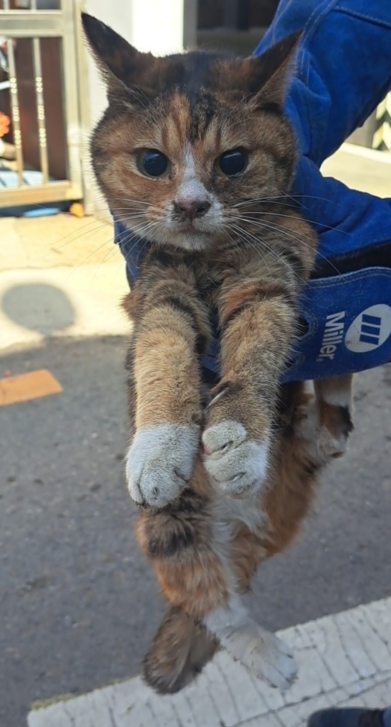 한국 고양이 이미지 파일 입니다.