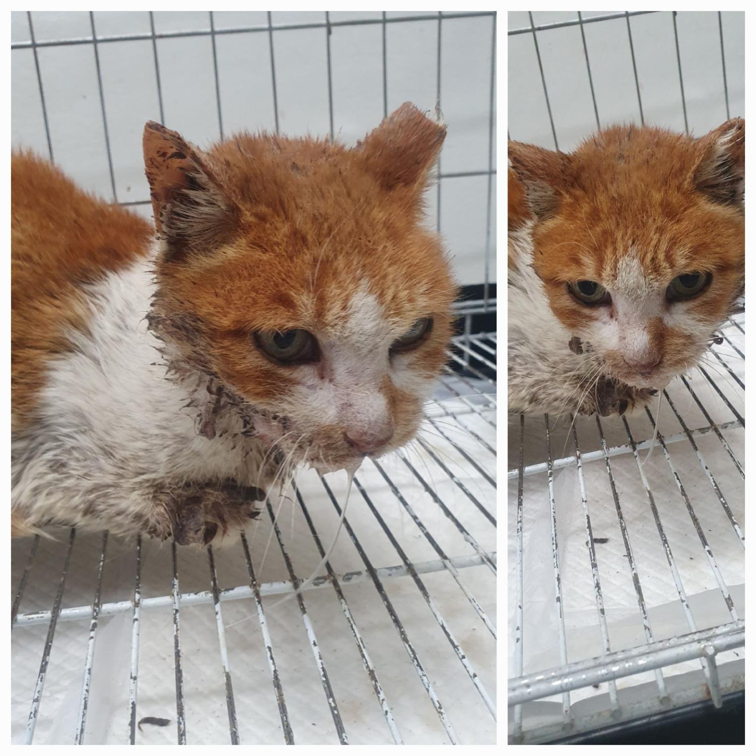 유기동물 입양 고려해보세요: 2살 한국 고양이 외 2건