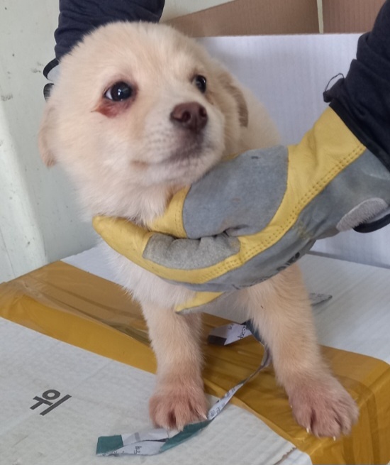 믹스견 이미지 파일 입니다.
