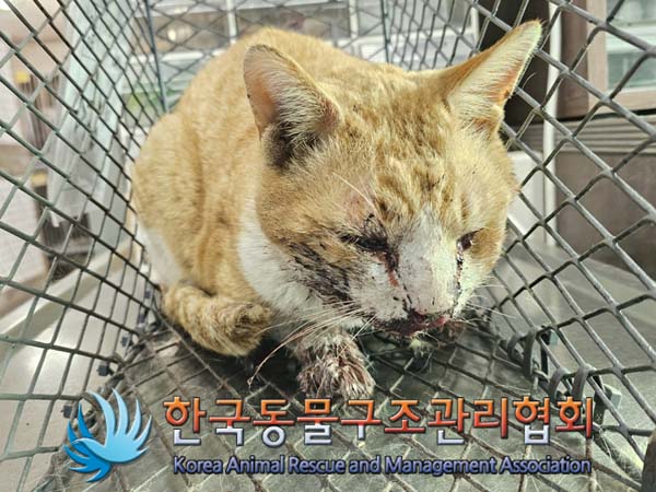 유기동물 - 한국 고양이