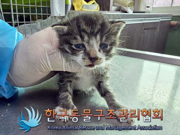 두 마리의 60일 미만 한국 고양이와 한 마리의 포메라니안, 사라졌습니다.