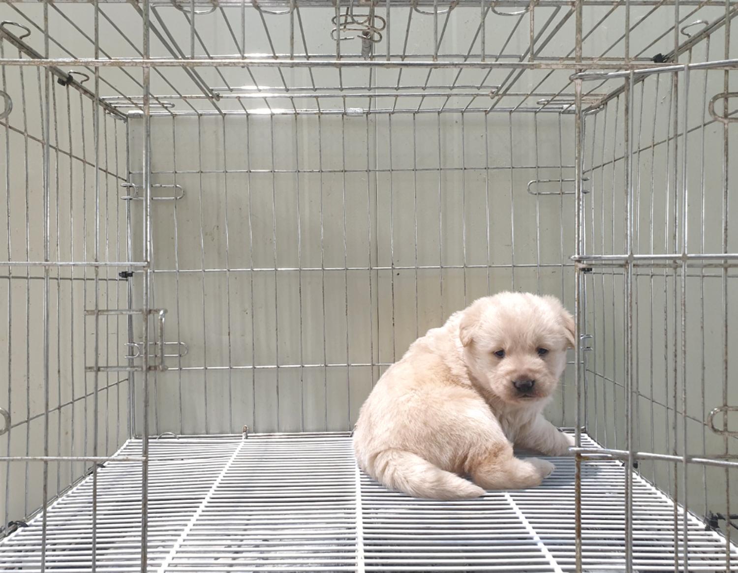 믹스견 이미지 파일 입니다.