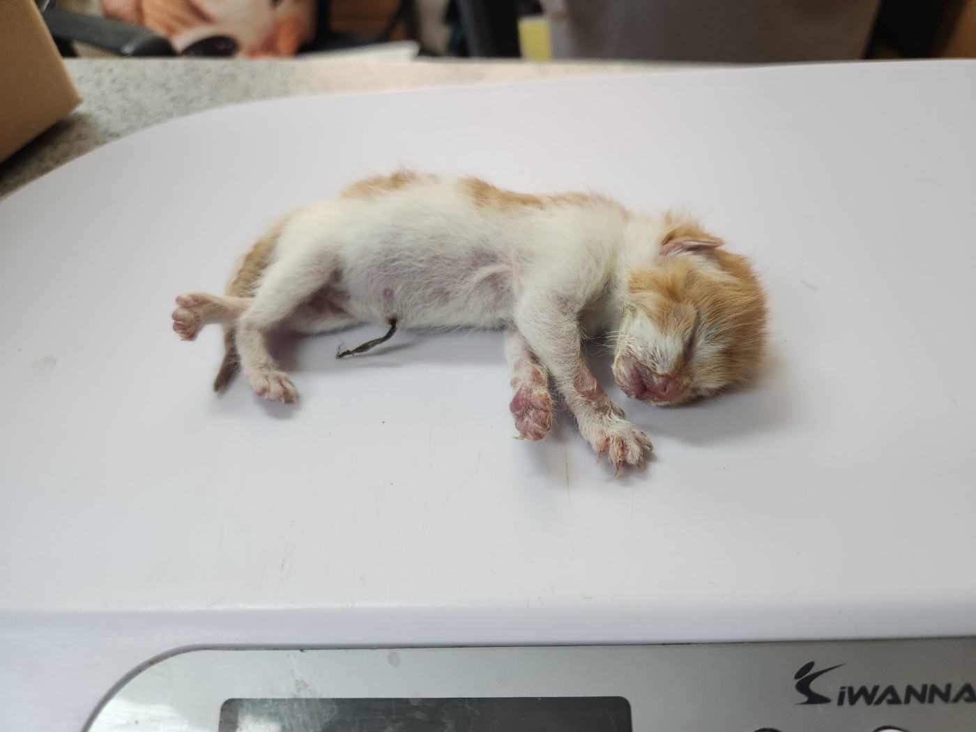 한국 고양이 이미지 파일 입니다.