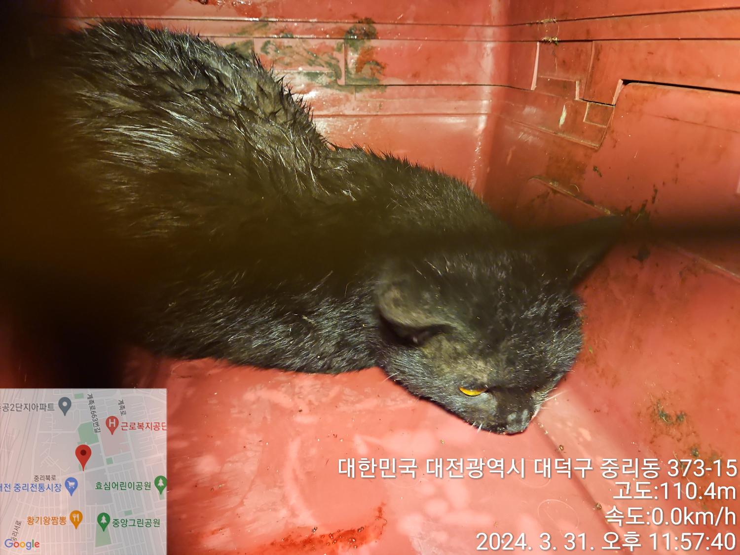 유기동물을 만나보세요: 사랑스러운 고양이와 친절한 개