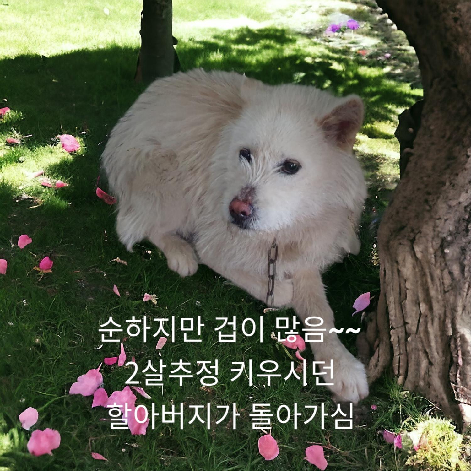 유기동물 - 노리치 테리어
