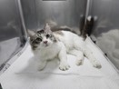 마포구에서 발견된 3마리 유기 고양이