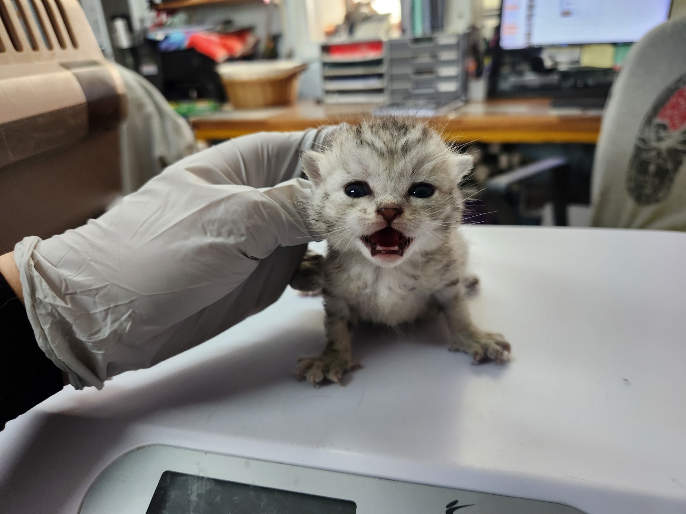 유기동물 - 한국 고양이