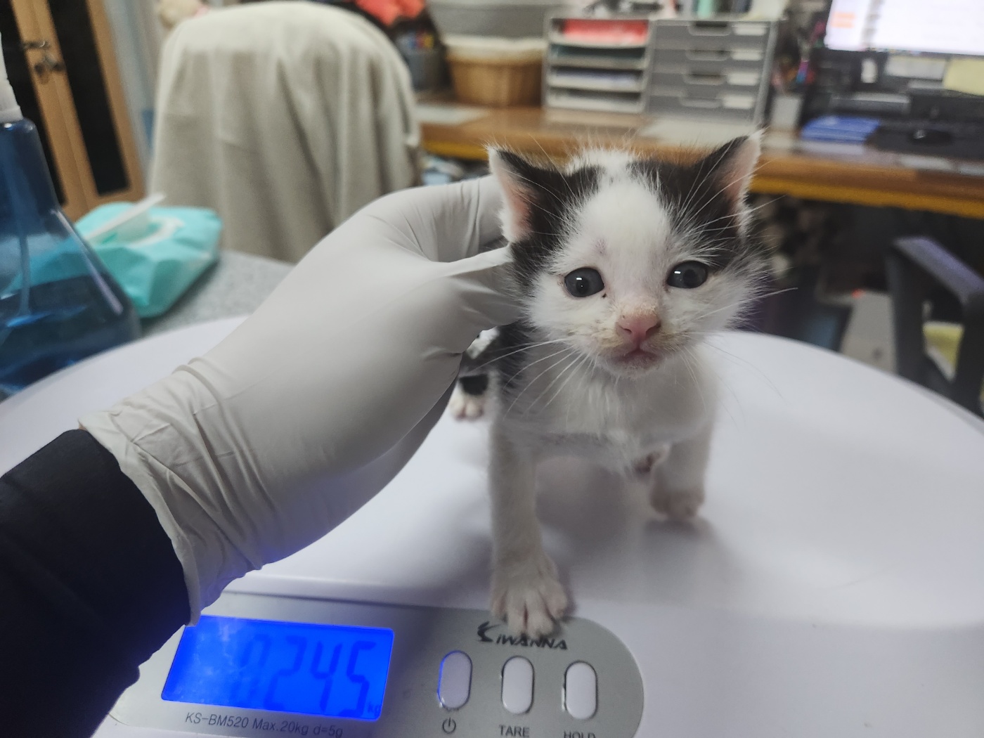 유기동물 - 한국 고양이