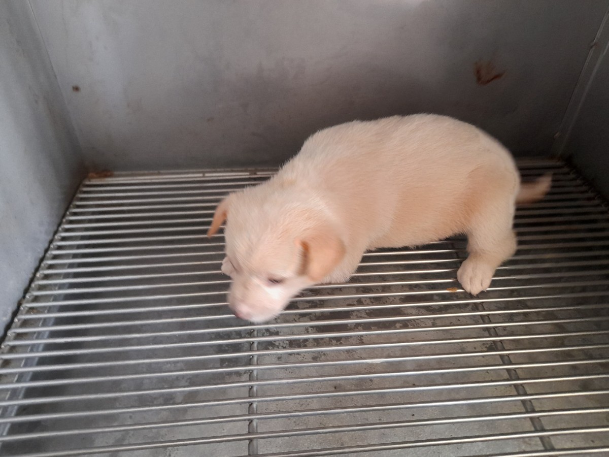 60일미만 믹스견 외 2 건