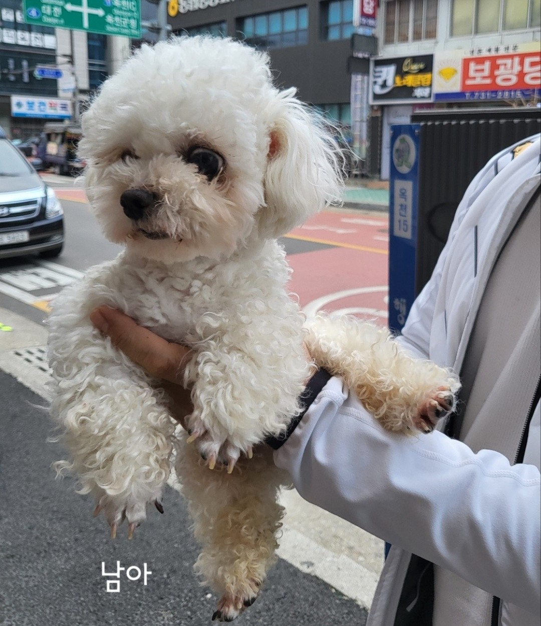 유기동물 - 비숑 프리제