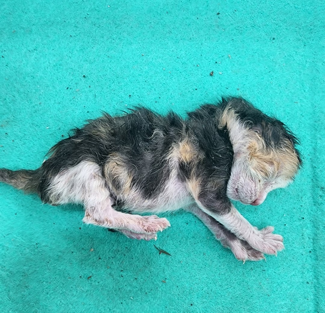 유기동물 - 한국 고양이