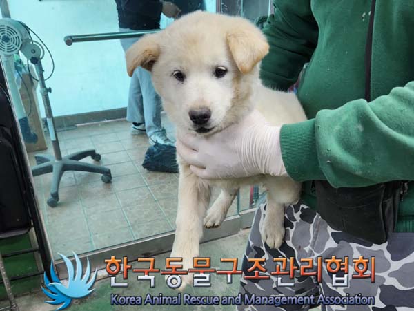 1년 미만 믹스견 외 2 건 유기동물