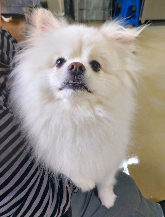 유기동물 찾아주세요: 1살 포메라니안 외 2 건