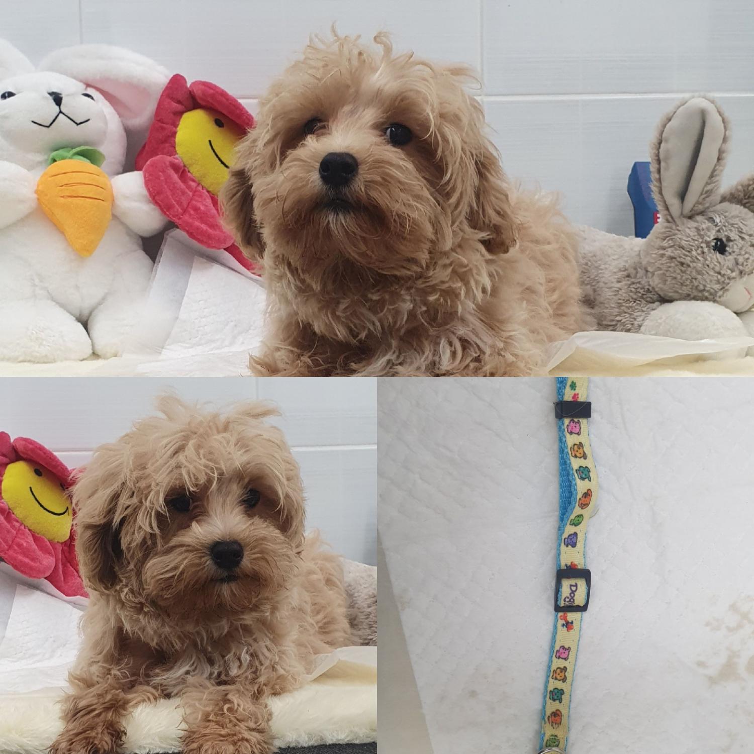 유기동물 입양 의뢰: 친화적 믹스견 2마리와 고령 믹스견