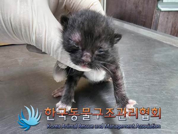 귀여운 새끼 한국 고양이 3마리: 입양을 고려해 보세요!