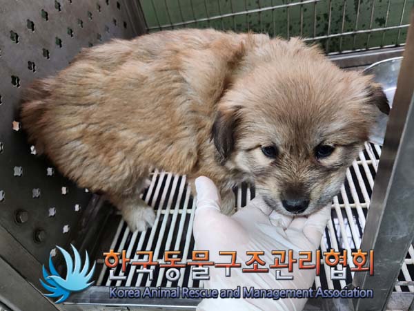 1년 미만 귀여운 믹스견 3마리, 입양 대기 중!