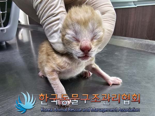 유기동물 - 한국 고양이