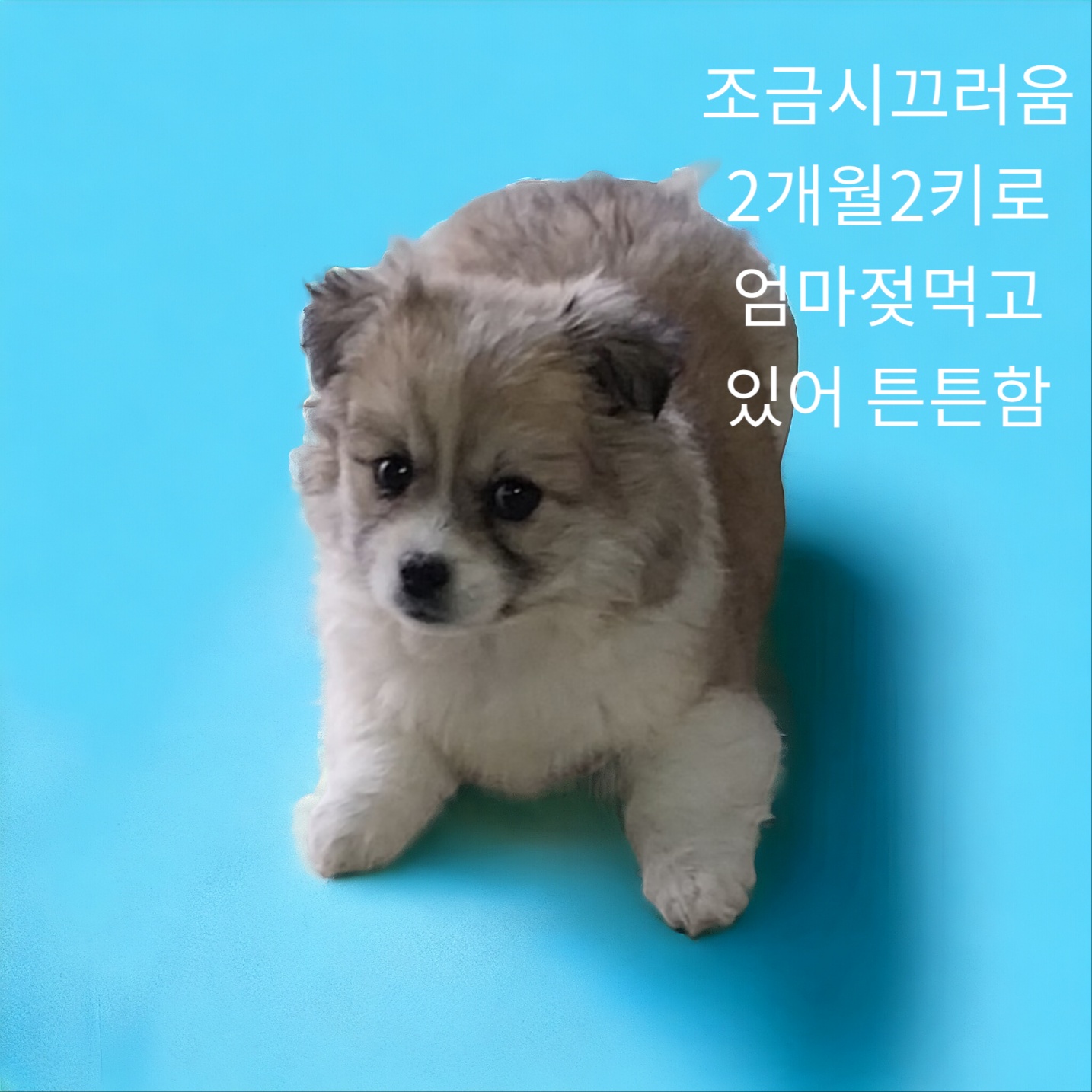 유기동물 - 믹스견