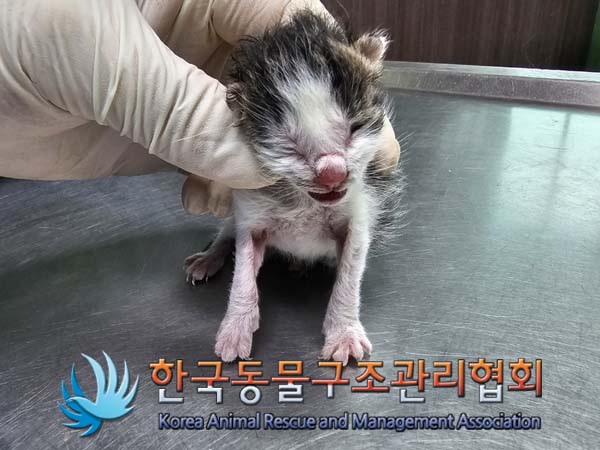 유기동물 - 한국 고양이