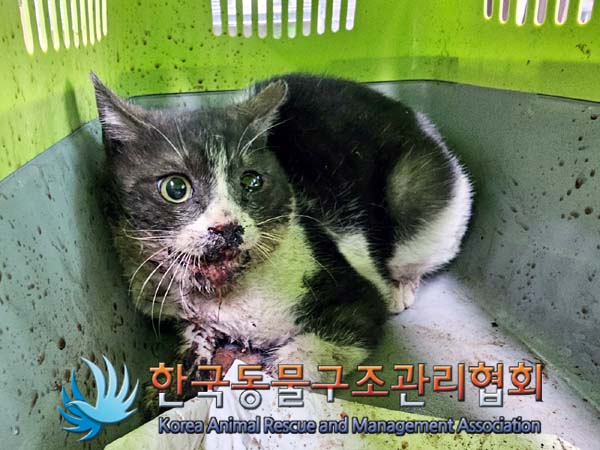 유기동물 - 한국 고양이