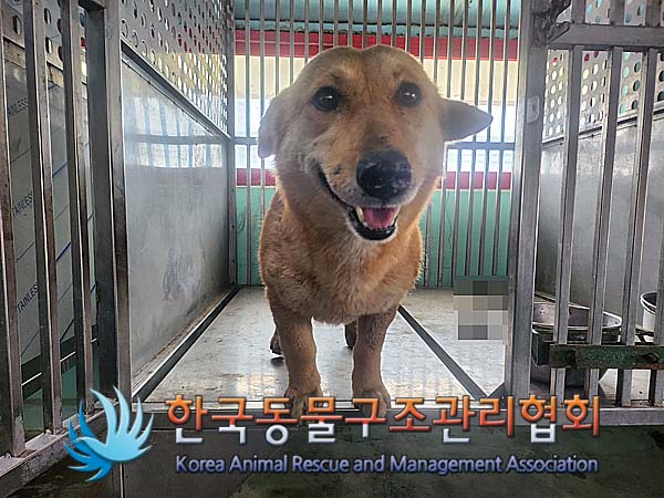 유기동물 - 믹스견