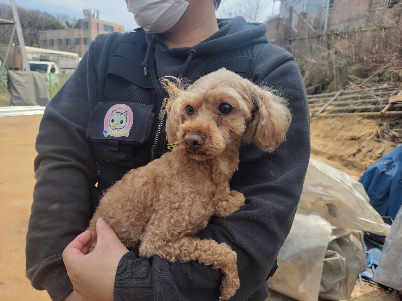유기동물 - 푸들