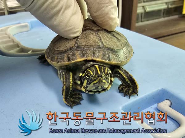 길을 잃은 털복숭이 친구들: 1년 미만 거북이 외 2 건