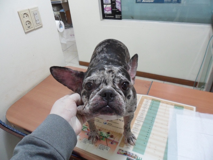 프렌치 불독 이미지 파일 입니다.