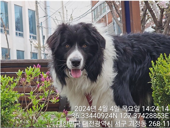보더 콜리 이미지 파일 입니다.