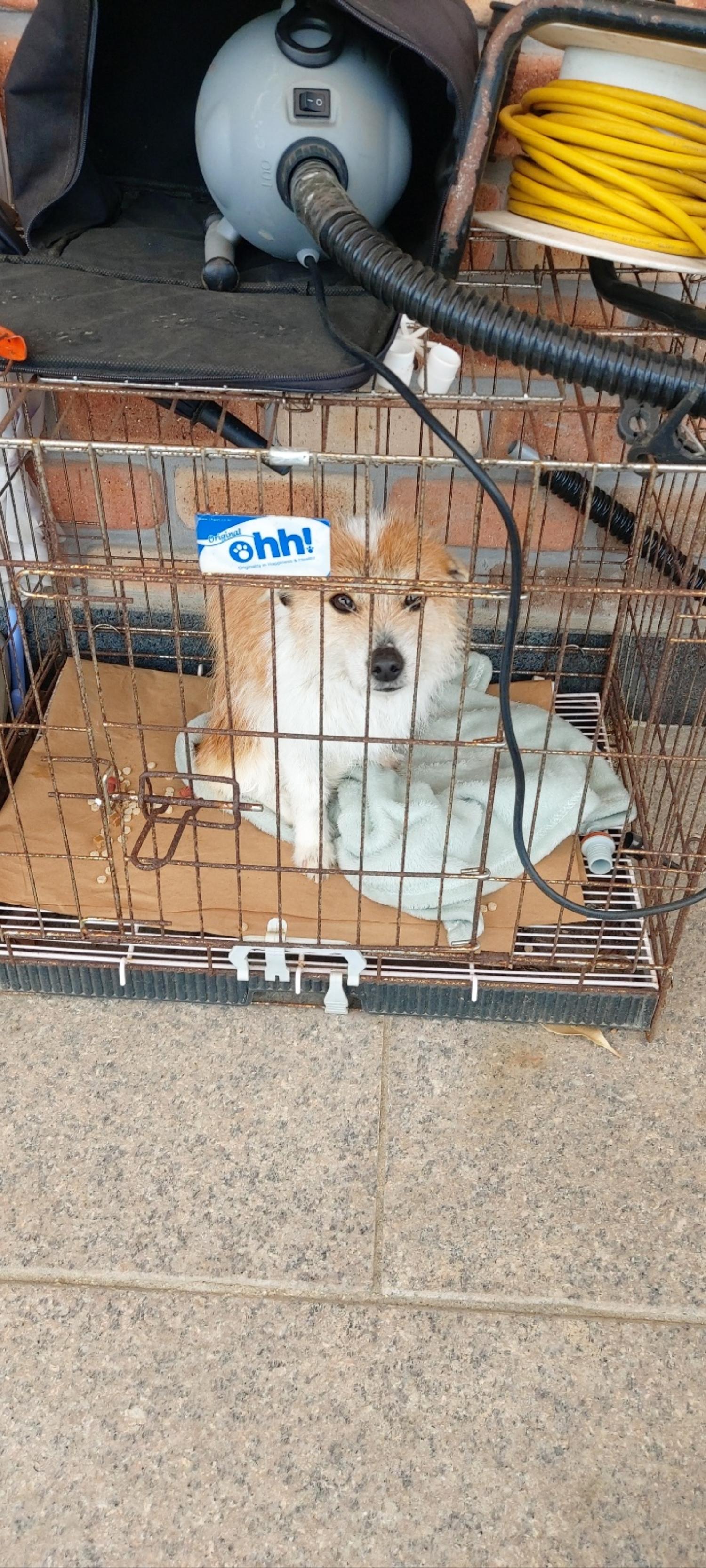 3살 믹스견 외 2 건